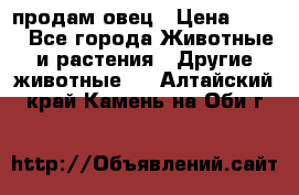  продам овец › Цена ­ 100 - Все города Животные и растения » Другие животные   . Алтайский край,Камень-на-Оби г.
